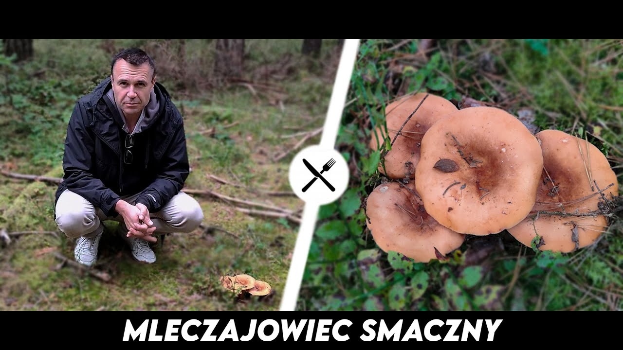 Mleczajowiec Smaczny - Krówka o zapachu śledzia :)
