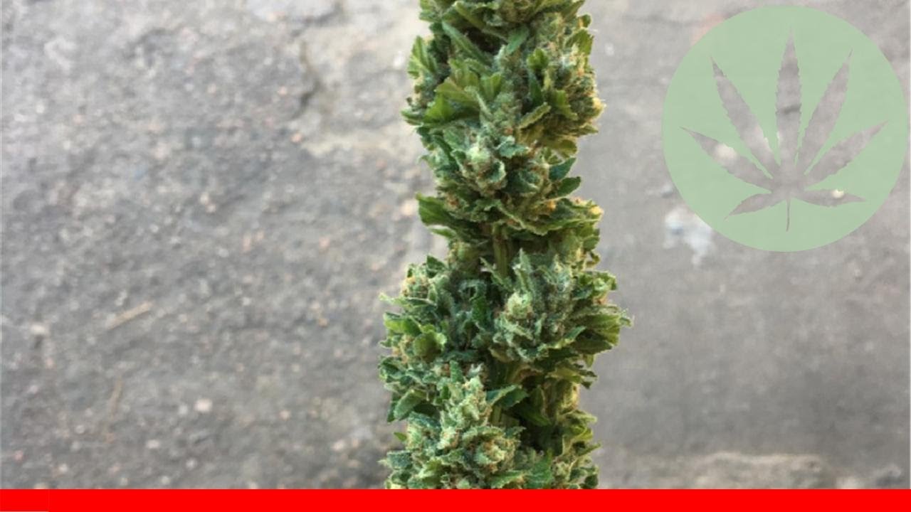 Supernova - All About This Strain