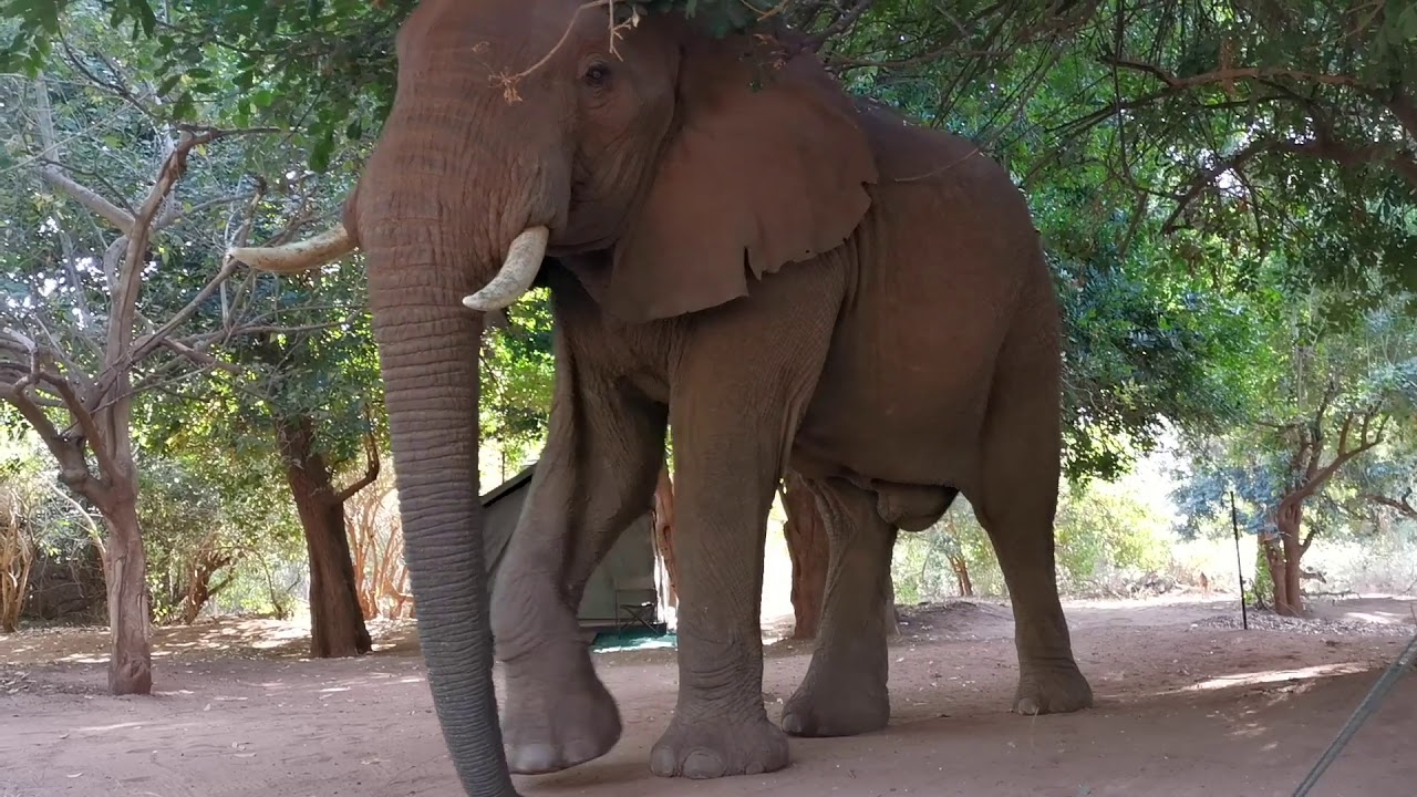 Two amazing wild elephants SO CLOSE in our camp!
