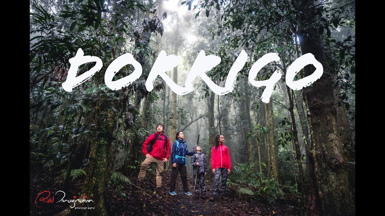 Amazing Rainforest DORRIGO NATIONAL PARK, NSW