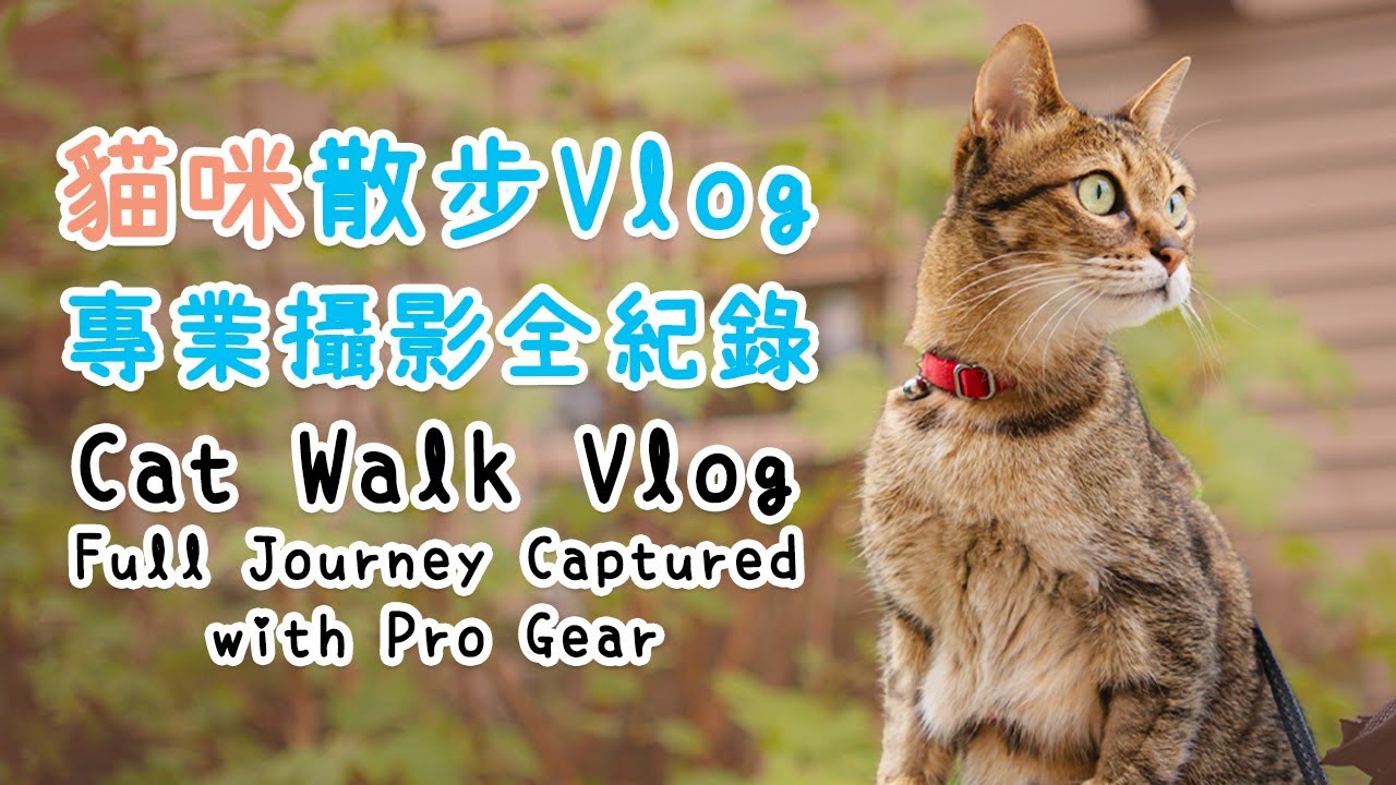How to Take Your Cats Outside Safely | Walking Cats Outside | Cat Photography | Cats Vlog