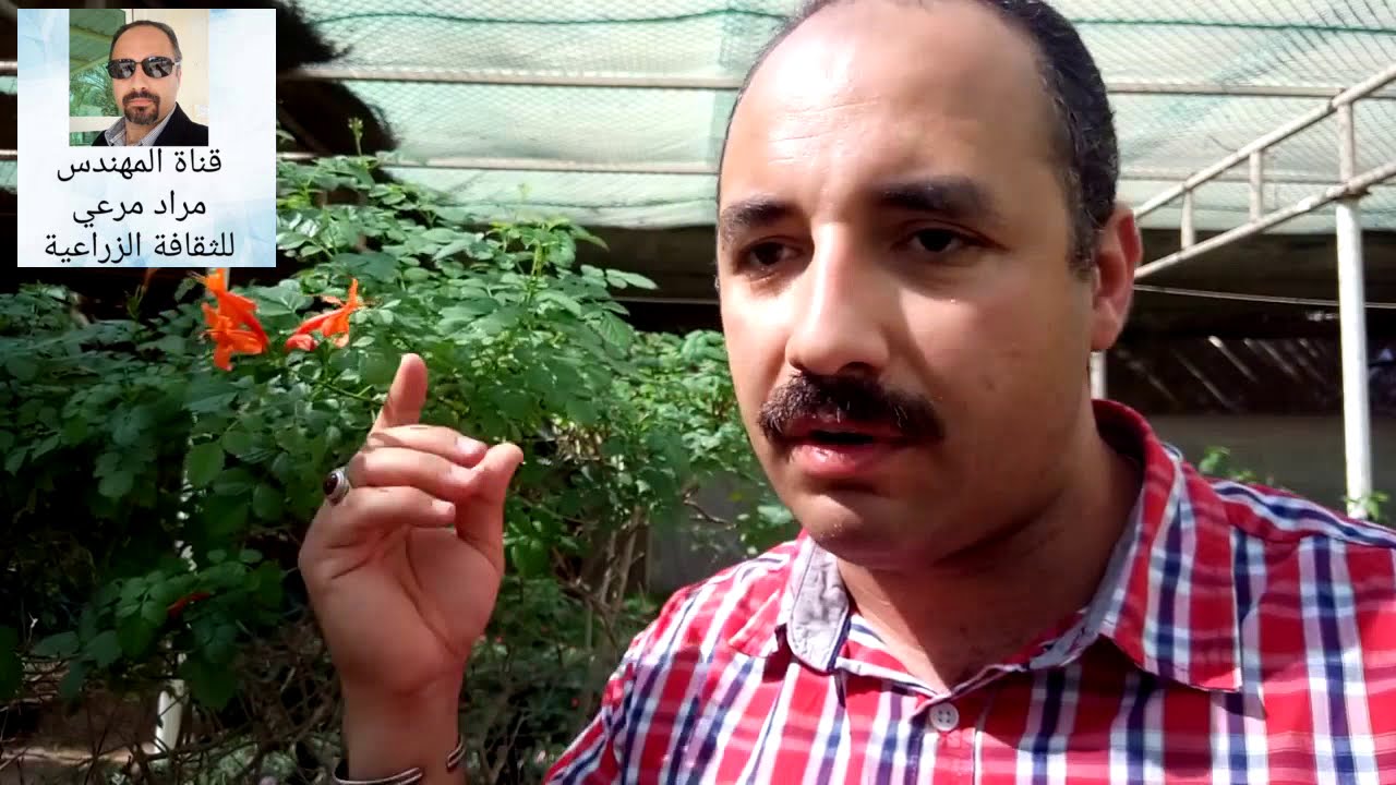تيكوماريا طرق تكاثر والتسميد والرى والامراض Tecomaria Capensis حلقة 96