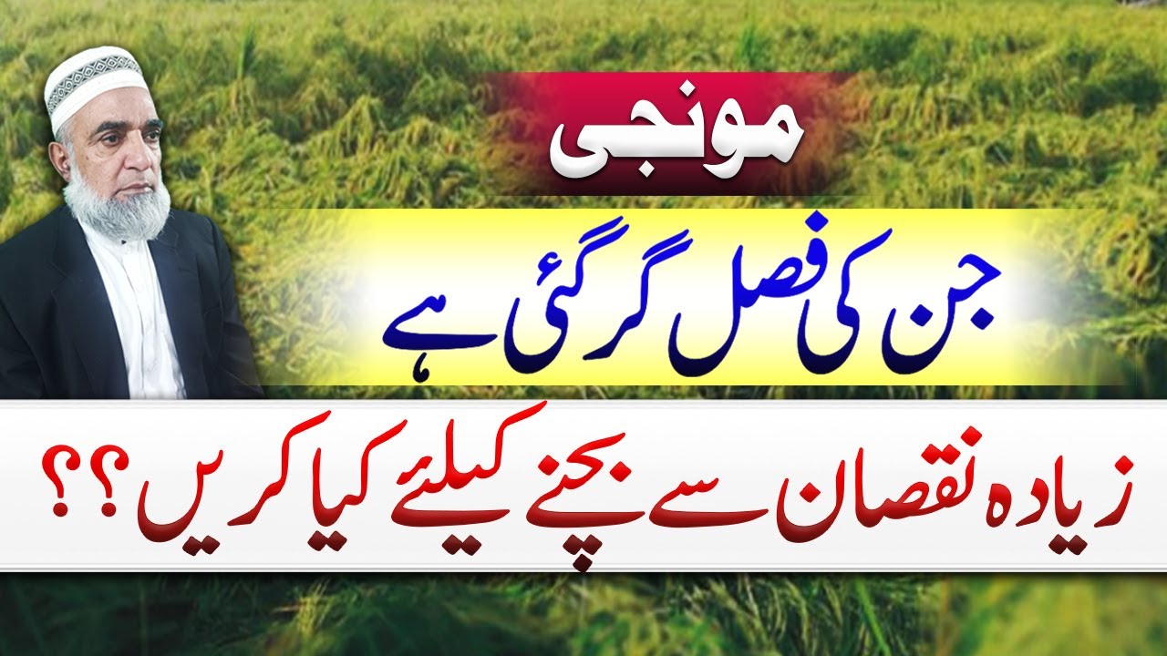 How to deal with the Lodging of Rice crop || Crop Reformer