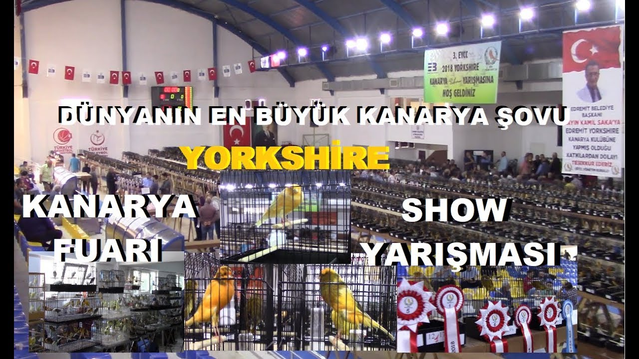YORKSHİRE KANARYA YARIŞMASINI ve FUARI GEZDİK | Her Türden Kanaryalar ve Ödül alan Kuşlar