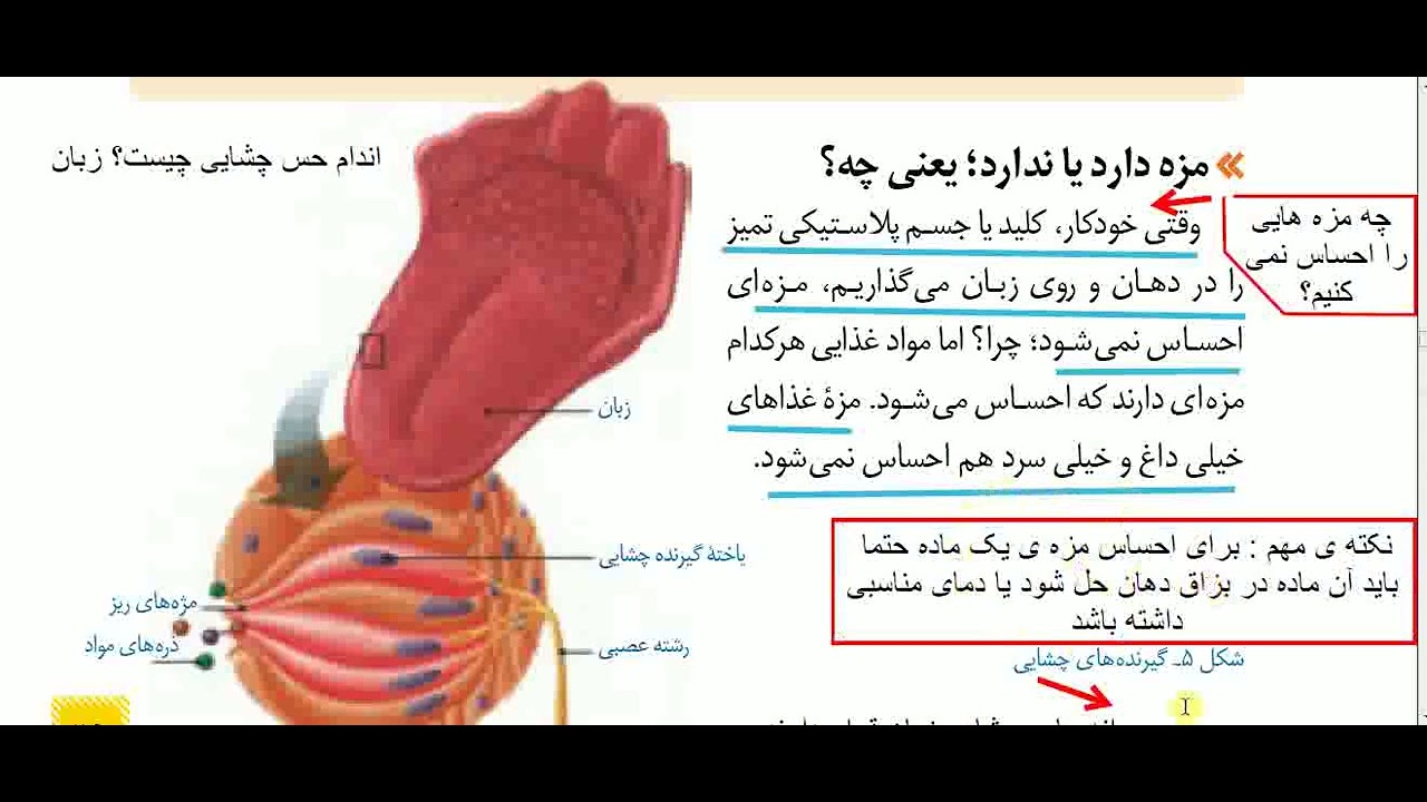 علوم هشتم فصل 5 حس و حرکت صفحه 38 و39 و40