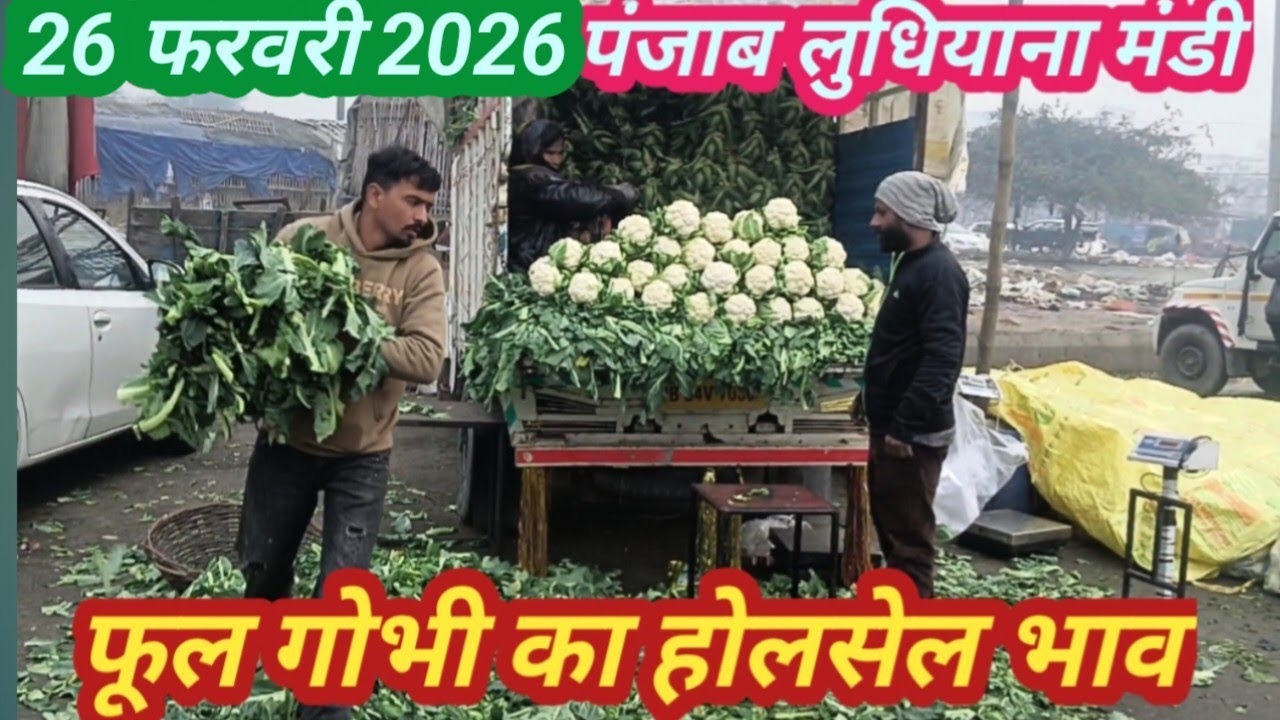 26 फरवरी 2026# पंजाब लुधियाना मंडी #punjab फूलगोभी का होलसेल भाव#Phool gobhi flower today Punjab