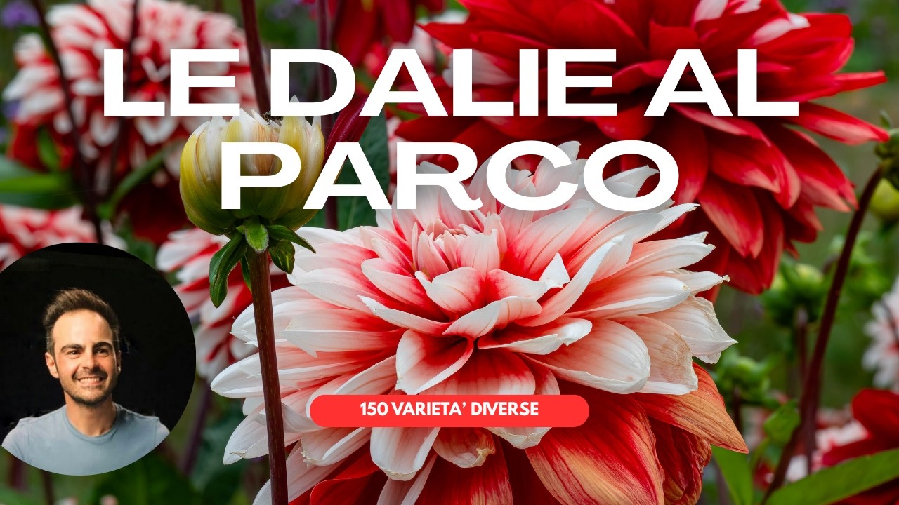 Dalie in Fiore: Uno Spettacolo di Colori al Parco di Levico