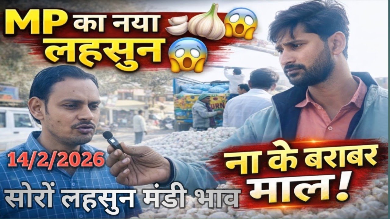 आज मंडी में माल खत्म naya lahsun dikhao bajar mein आज का लहसुन मंडीभाव गार्लिकभाव टुडे