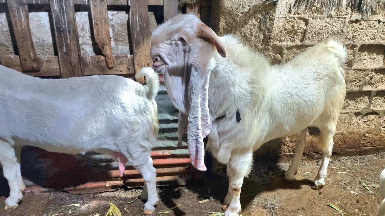 Worlds Most Expensive Gulabi Goat Breeder | Complete Vlog