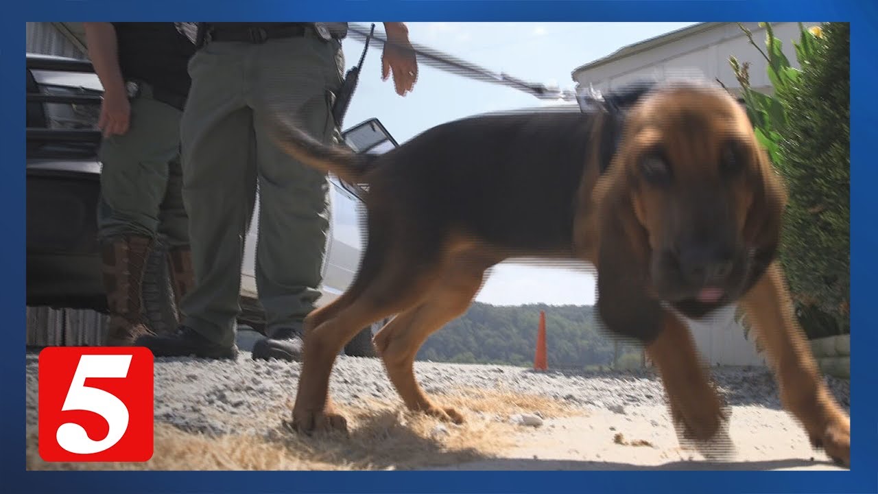When an inmate escapes or a person goes missing, these TDOC workers track the scent