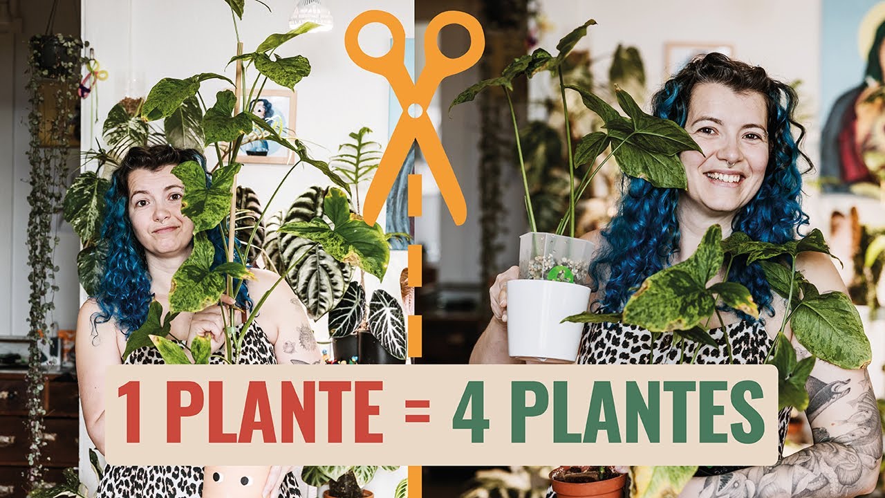 👩‍🌾 Tuto : bouturer un Syngonium suite à un coup de froid 🥶 ✂️ 🪴