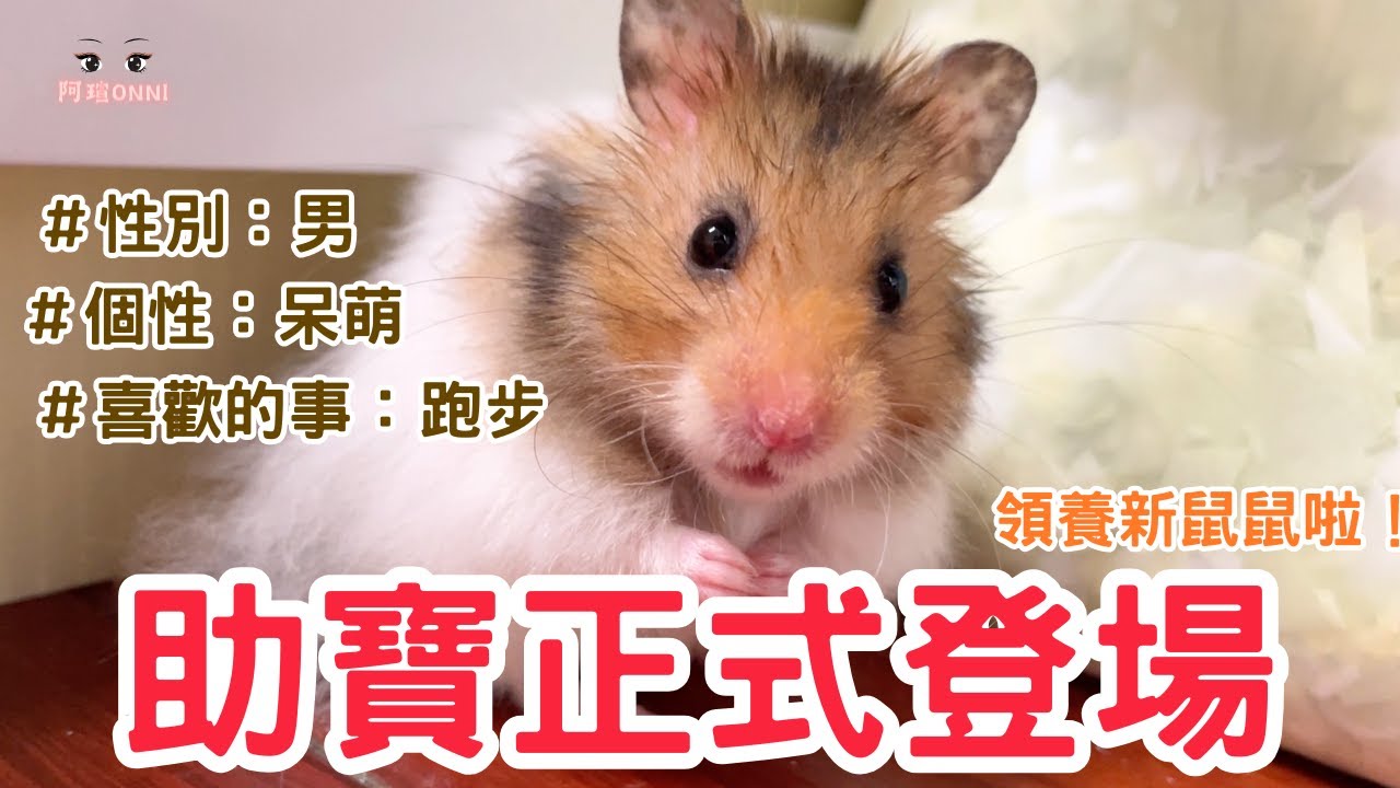 阿瑄歐尼認養新鼠鼠啦！黃金鼠助寶正式亮相～怎麼會這麼可愛！！！