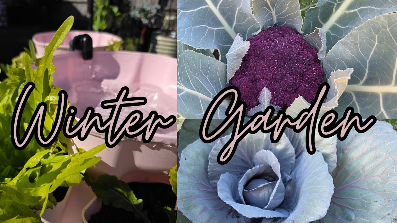 Winter Garden Update in Houston | Cleaning, Watering & 85&deg; December Heat