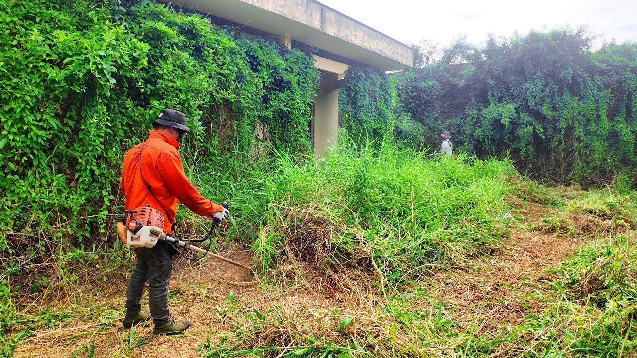 It Looked Like a Jungle. But What Lurked Behind the Vines Shocked Us.