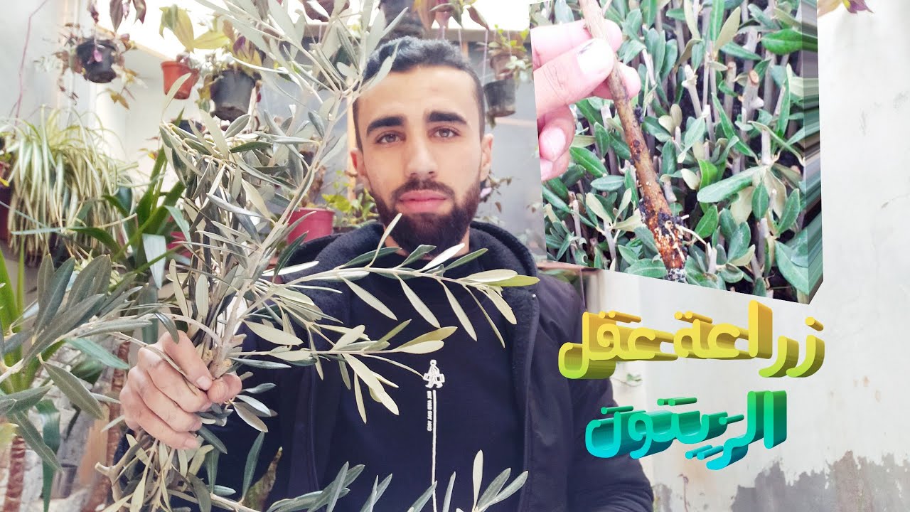 زراعة أقلام شجرة الزيتون في المنزل