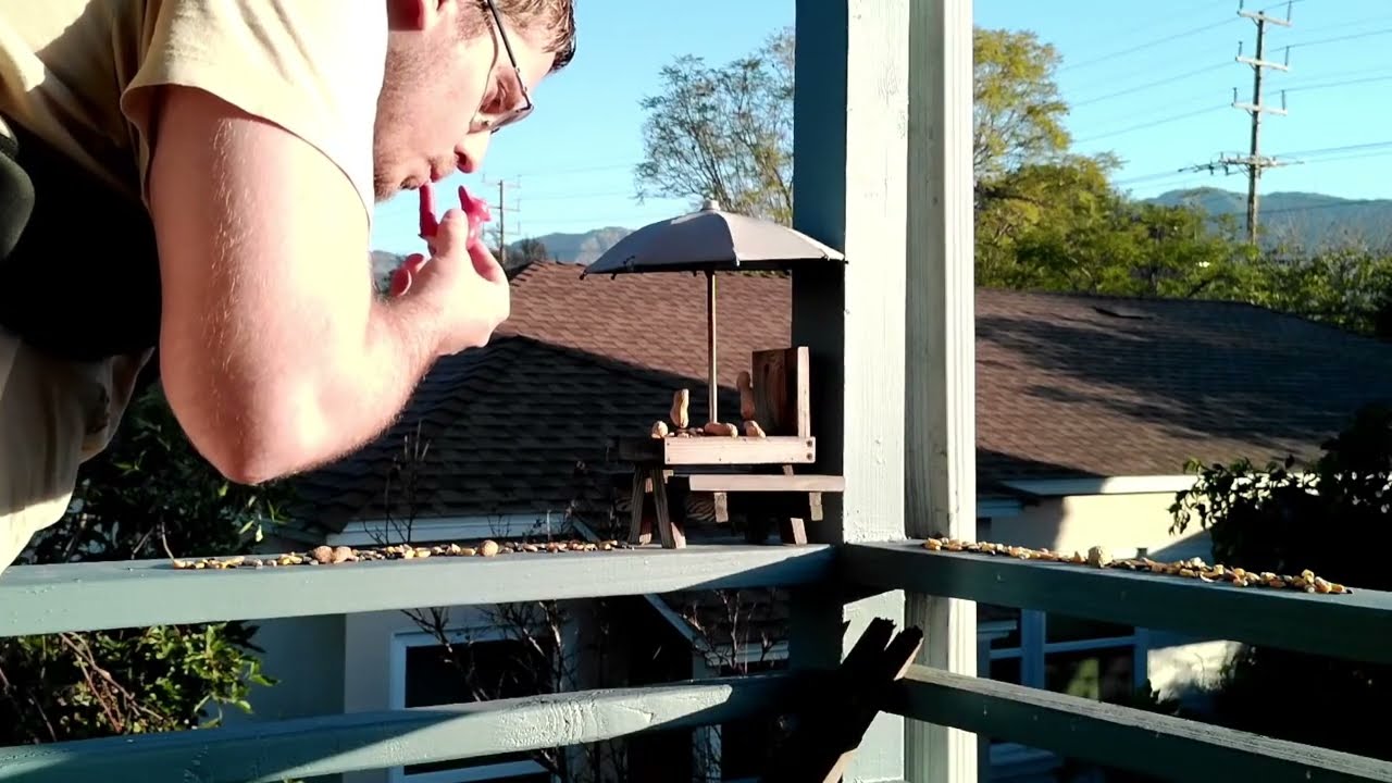 Squirrel Feeder LIVE | Cat TV | Wildlife Stream | ASMR for Cats | 1080p