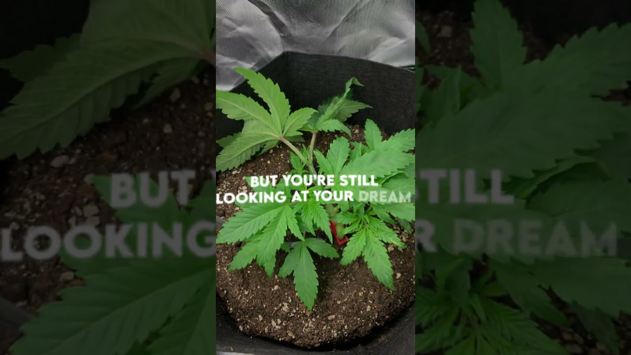 My second run - Strain: Northern Lights🍁🌌 #growing #420 #za #zaza
