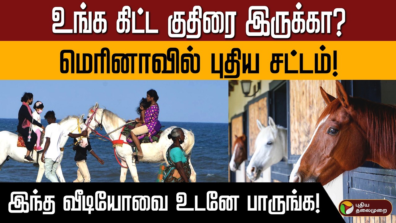 இனி உரிமம் இல்லாமல் குதிரைச் சவாரி செய்ய முடியாது.. | மாநகராட்சியின் புதிய கட்டுப்பாடுகள் PTD