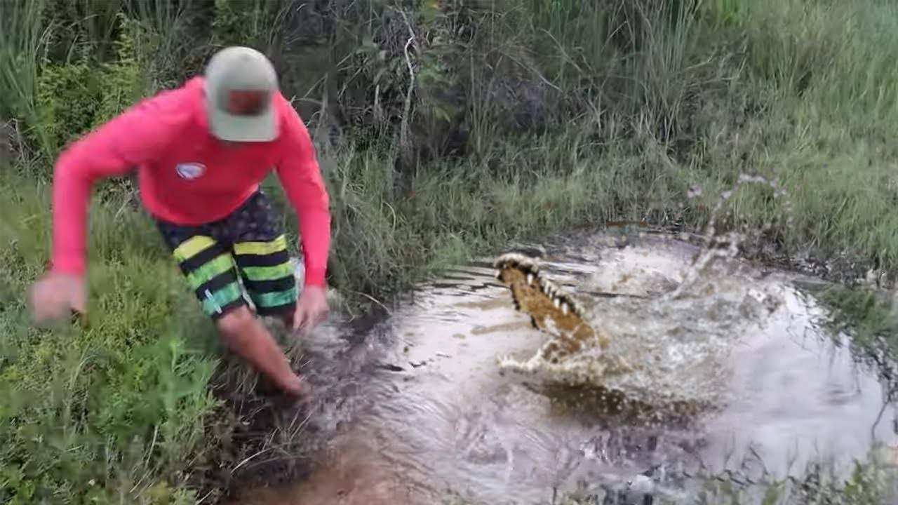 6 encontros com crocodilos que você deve evitar assistir