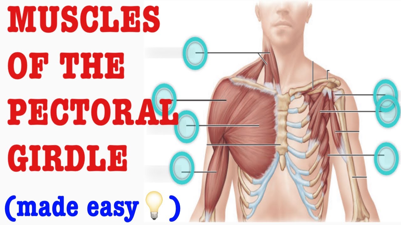 MUSCLES OF PECTORAL GIRDLE: ORIGIN, INSERTION & NERVE SUPPLY: D&N Medical Series