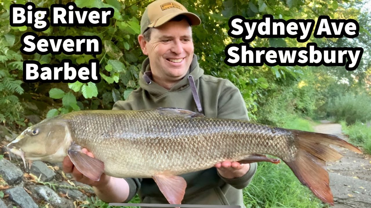 Patience pays off for BARBEL - River Severn Fishing for Barbel Sydney Avenue Shrewsbury EP14