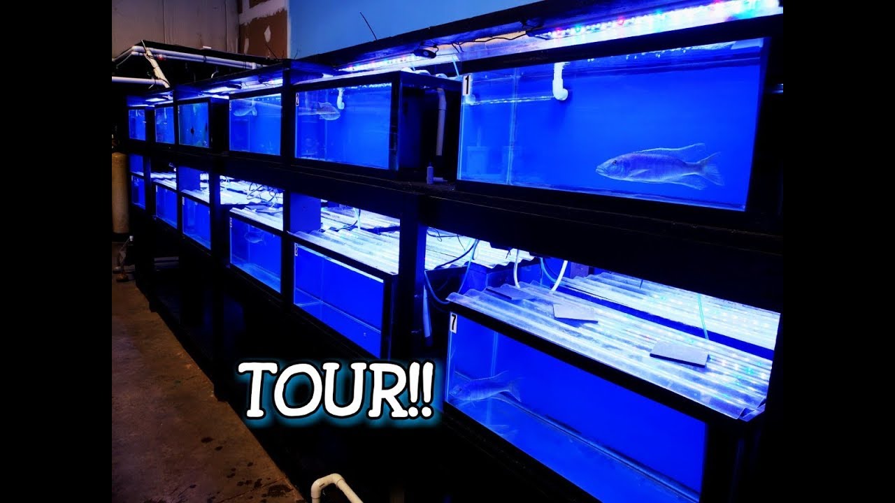 Экскурсия по новому магазину Southeast Cichlids... В наличии огромные рыбы!!