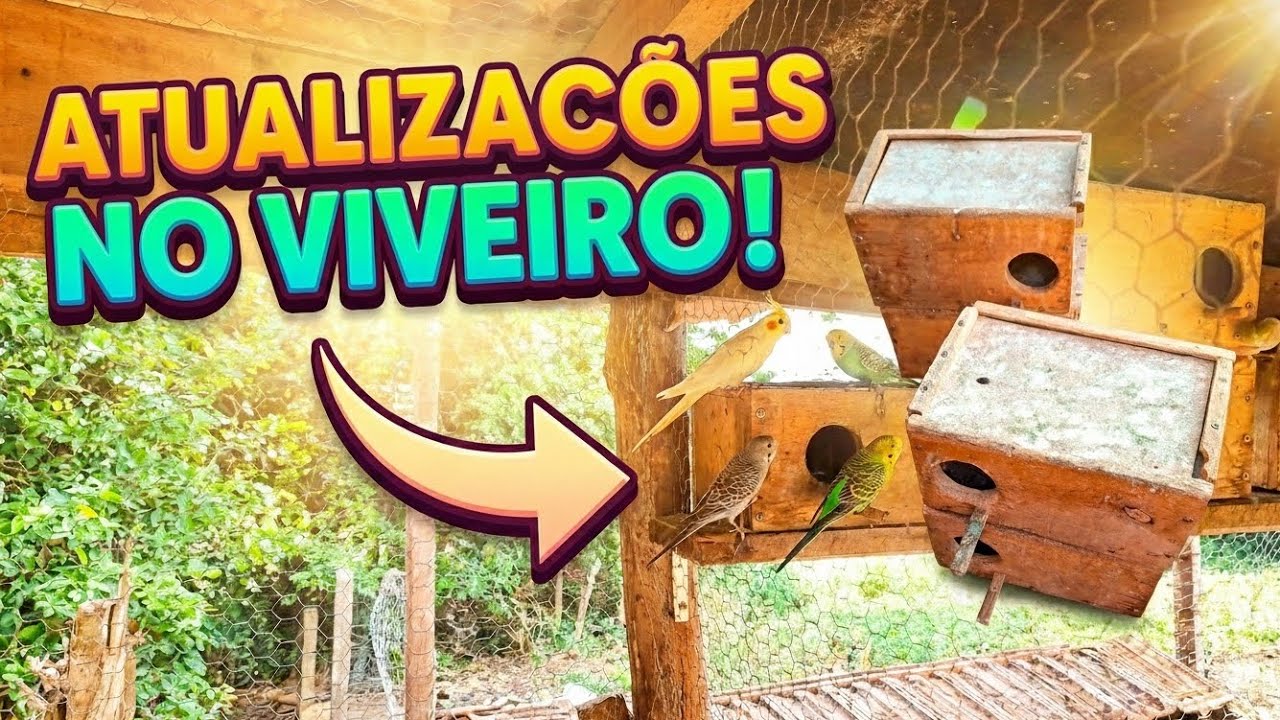 ATUALIZAÇÕES NO VIVEIRO: Melhorando a estrutura para a reprodução! 🦜