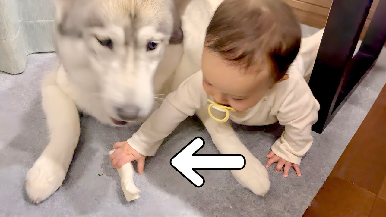 大切なおやつを赤ちゃんに奪われたハスキー犬の反応が衝撃的でした・・・