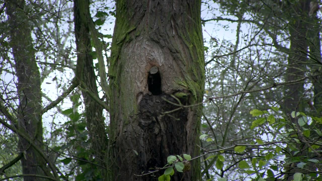 Film przyrodniczy „Graniczne meandry Odry” HD