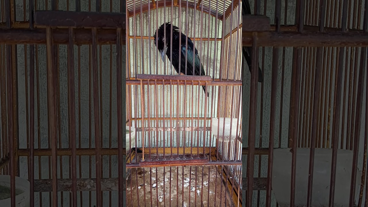 BURUNG AWAR AWAR  GACOR NEMBAK NEMBAK