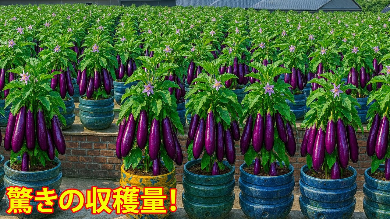家庭菜園アイデア｜ペットボトル鉢でなすが豊作に！