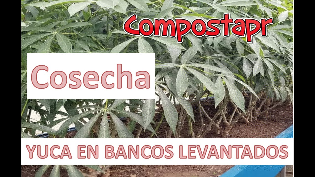 Yuca en Bancos Levantados 4/4