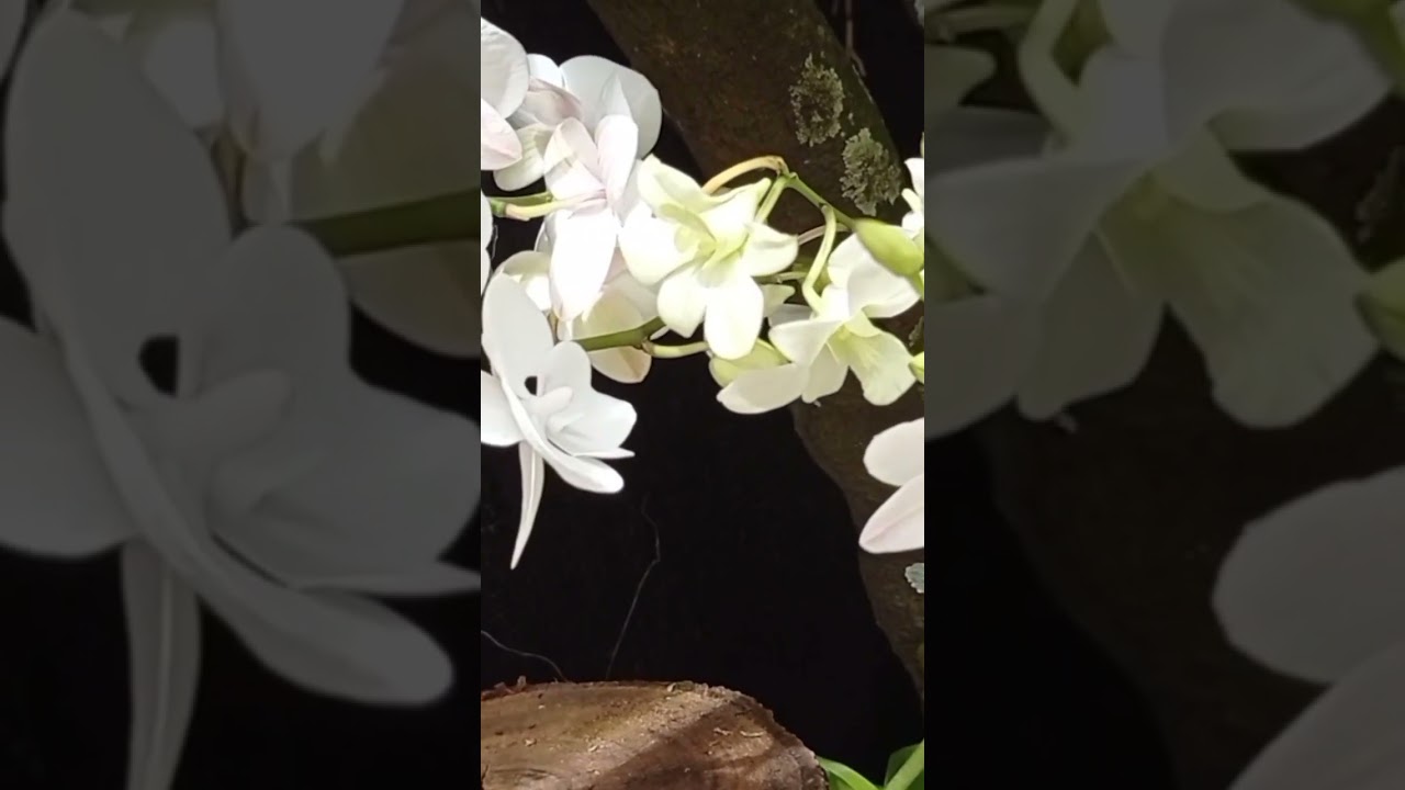 14th National Borneo Orchid Show 
