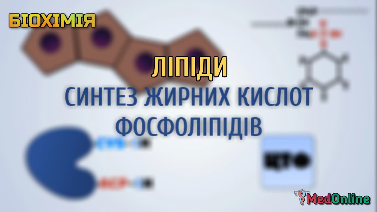 Метаболізм Ліпідів | Синтез Жирних Кислот та Фосфоліпідів