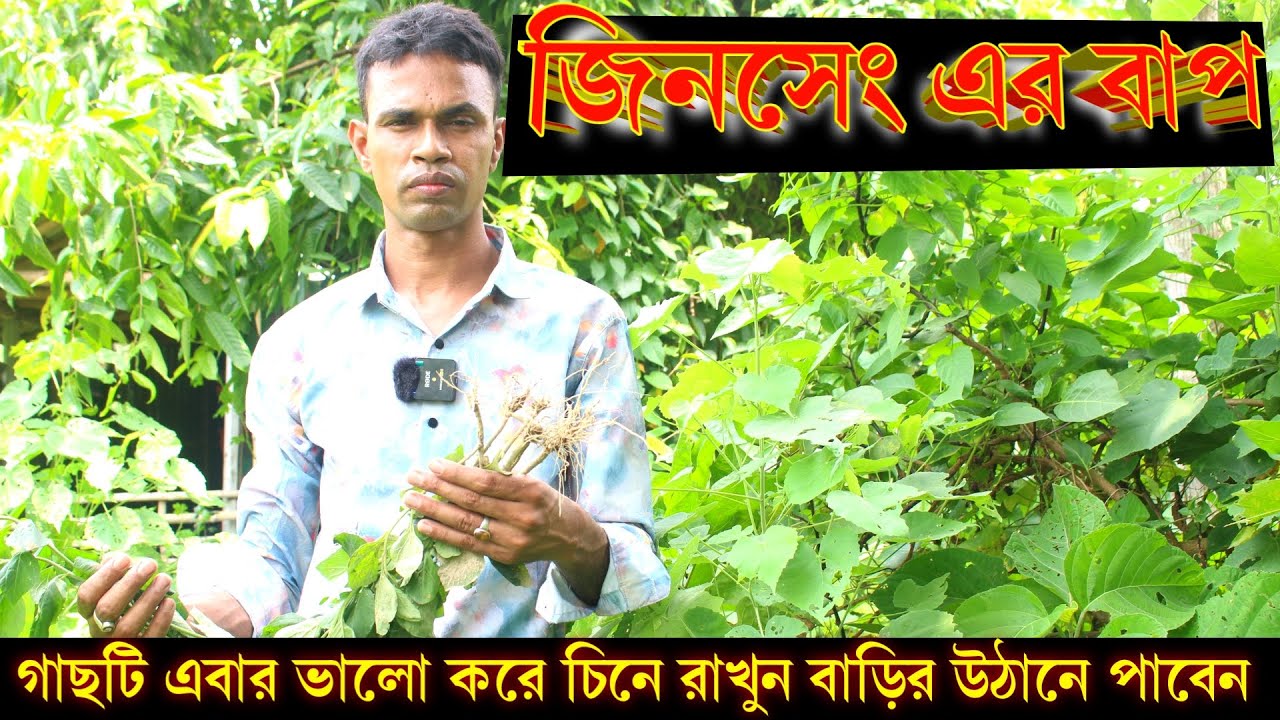 জিনসেং এর বাপ গাছটি এবার ভালো করে চিনে রাখুন | টাকা দিয়ে কিনতে হবে না উঠান থেকে তুলে খান