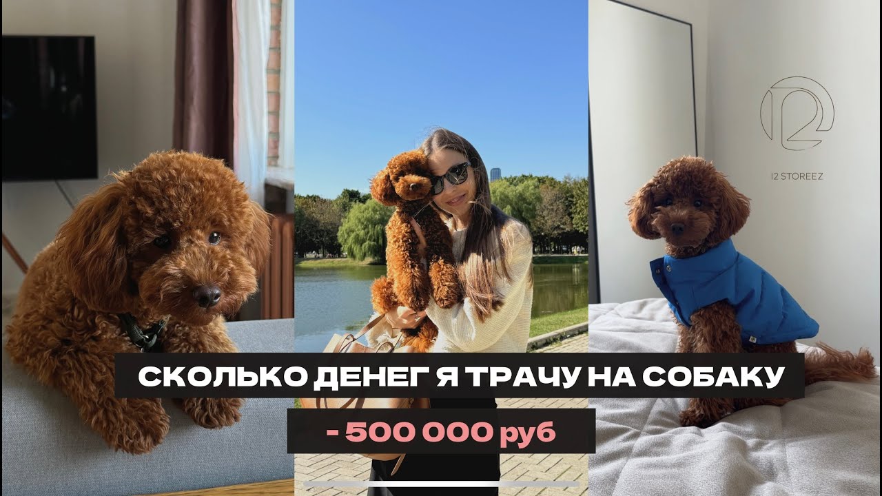 Сколько денег я трачу на собаку |Что я купила для той пуделя | Сколько стоит содержать пуделя