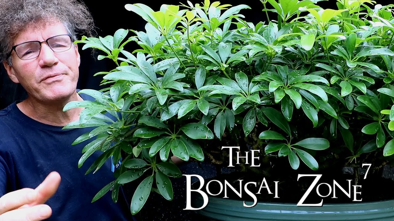 A Detailed Pruning of my Schefflera arboricola Bonsai, The Bonsai Zone, Sept 2020