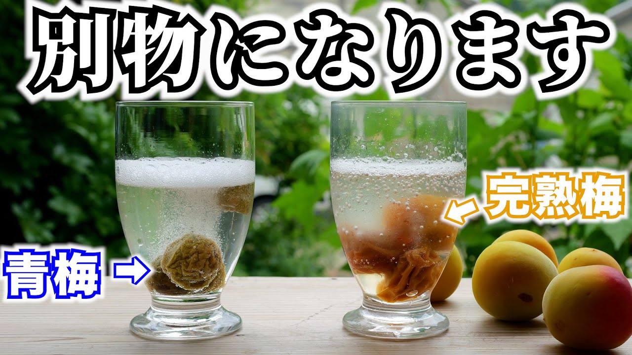 【徹底検証】完熟梅と青梅のシロップの味の違いを梅農家が解説します