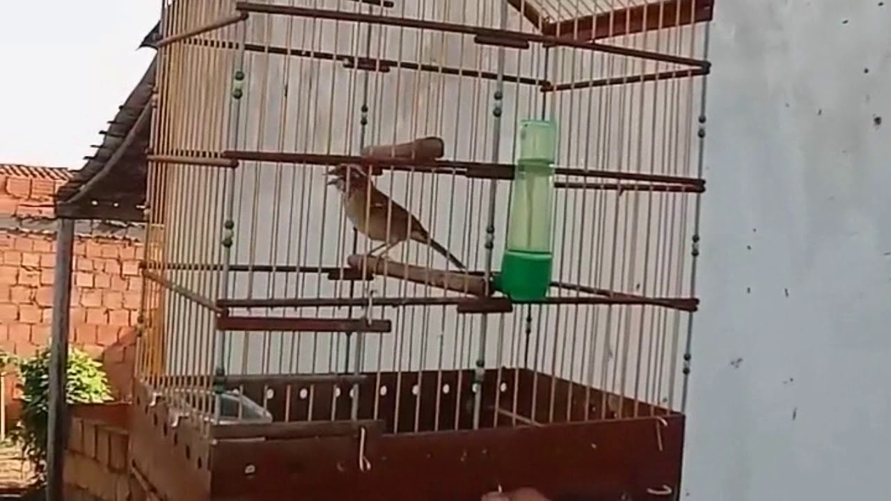 Tico tico canto forte ao vivo para foguear machos!