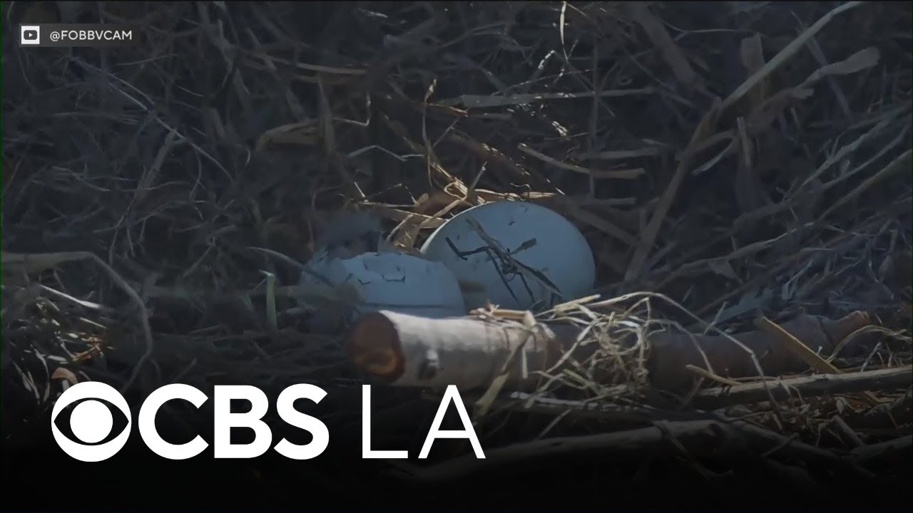 Second egg pips as first Big Bear bald eaglet continues hatching