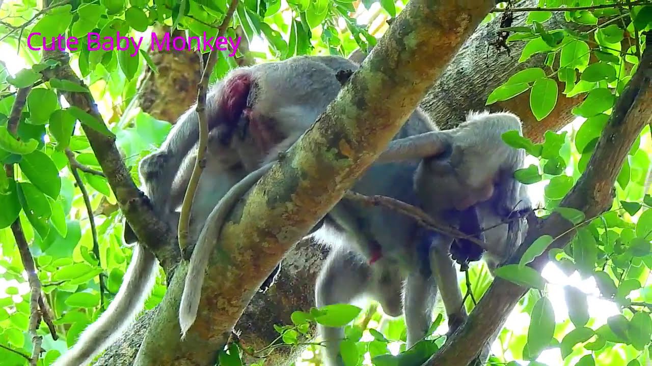 Brat Janet cry ran around tree angry mom Jane not let her get milk | Angel hit Janet cos disturb her