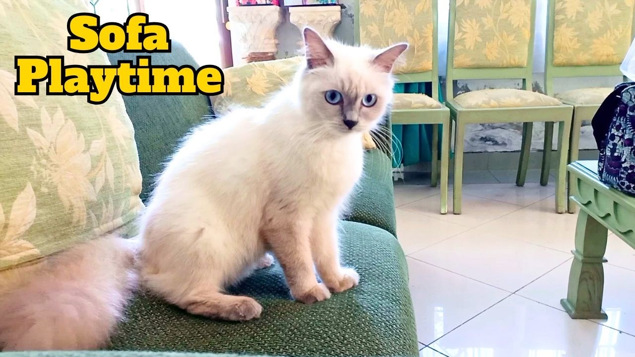 Playtime, Hunting, and Rest | A Morning with Coki and Khozkha