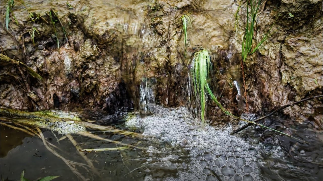Peaceful Forest Water Flow | Natural Stream Sounds for Deep Sleep & Relaxation
