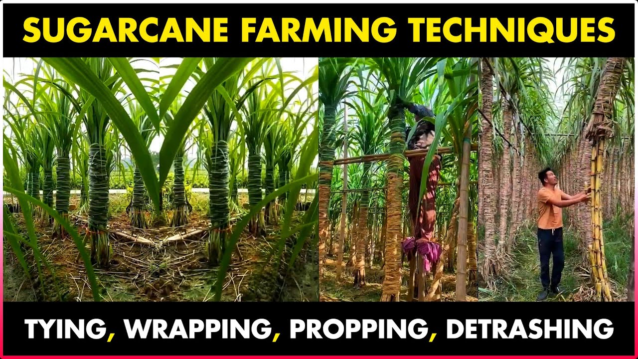 Sugarcane Farming | Sugarcane Cultivation | Sugarcane Propping, Tying, Wrapping, Detrashing
