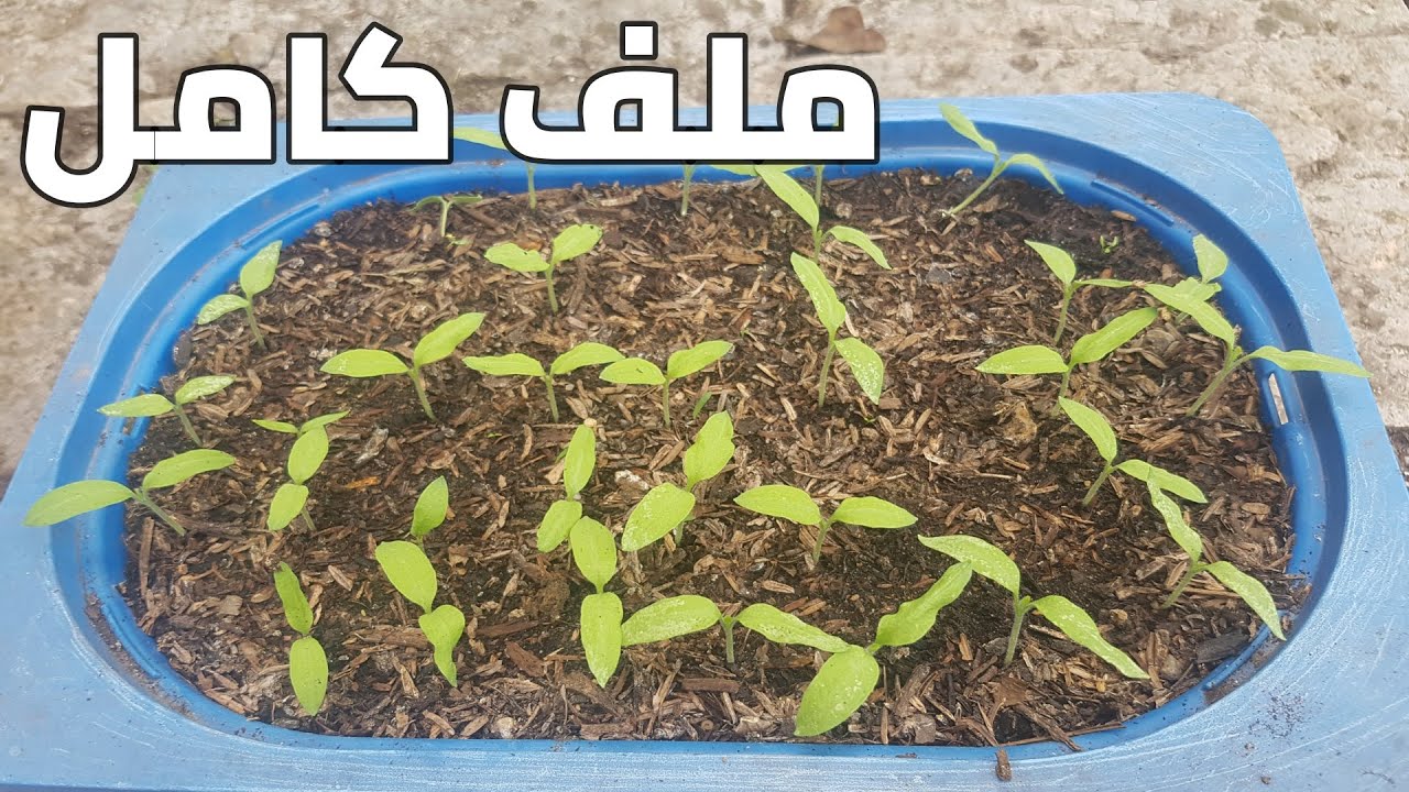 زراعة الفلفل والفلفل الحار الشطة من البذور وحتى الحصاد ملف كامل