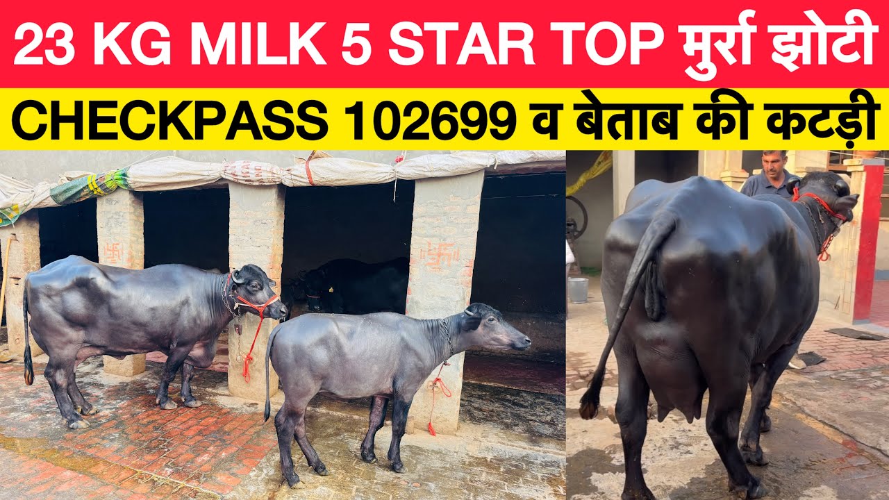 5 STAR 23 KG MILK मुर्रा | CHECKPASS 102699 व बेताब की शानदार कटड़ी