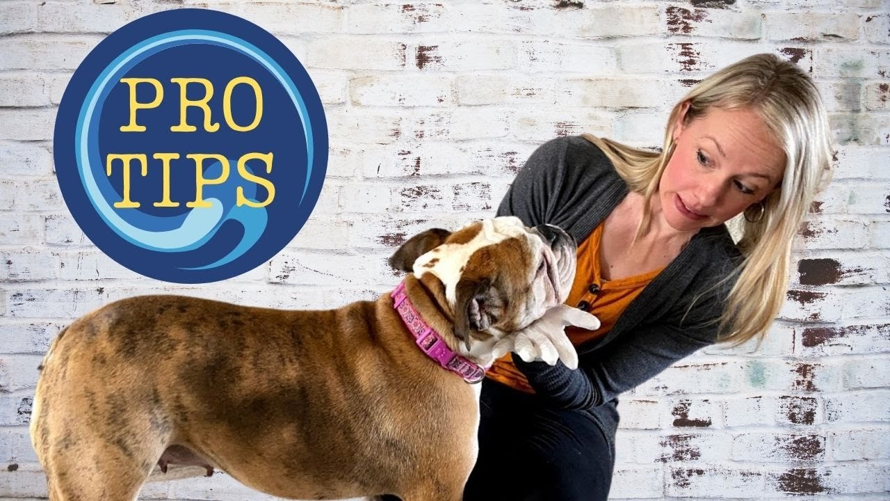 Full Grooming of an English Bulldog | How to Groom a Bulldog