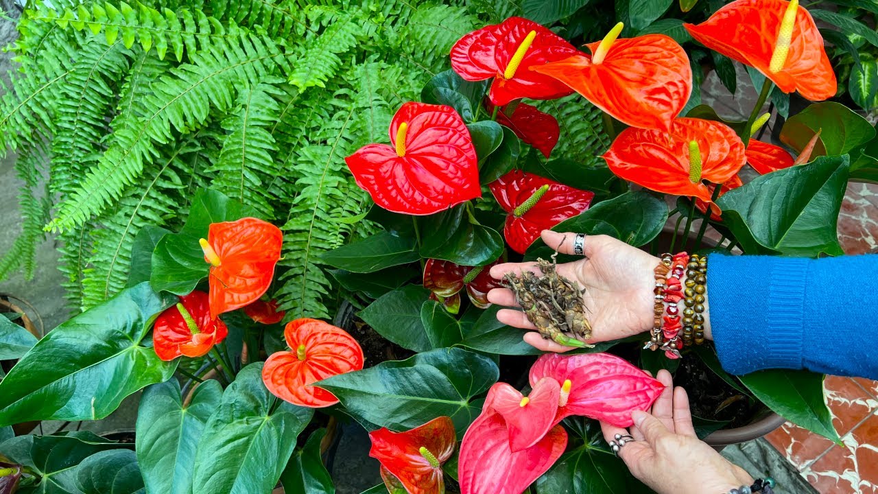 Si tienes pedazos de Anturios NO LOS TIRES, te pueden dar MUCHA FLOR