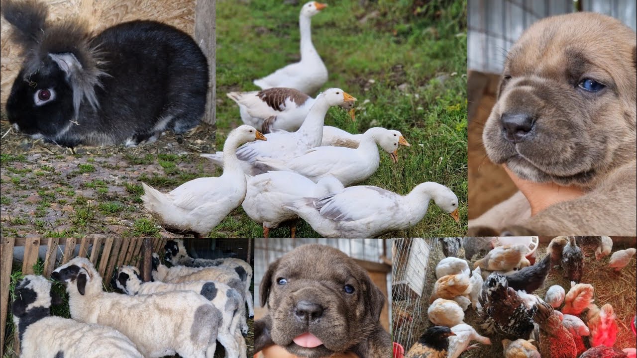 TURUL GOSPODĂRIEI: GÂȘTE, MIELE BREZE, GĂINI BRAHMA, CÂINI CIOBĂNEȘTI DE ASIA CENTRALĂ ȘI CANE CORSO