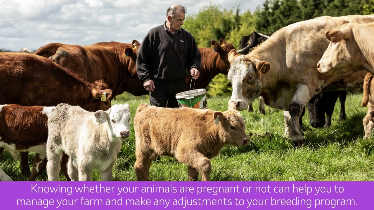 SenseHub&trade; Cow Calf: How to monitor the success of your breeding program